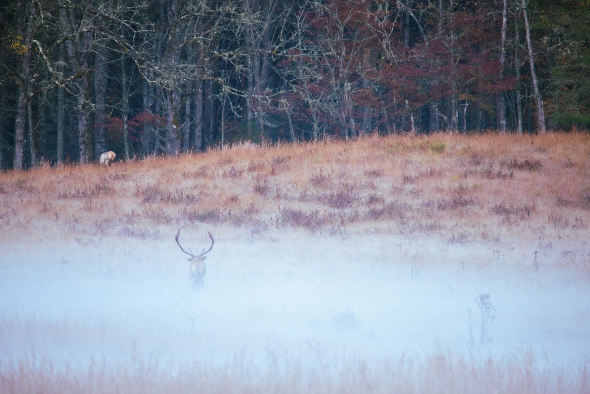 Bones in the Fog