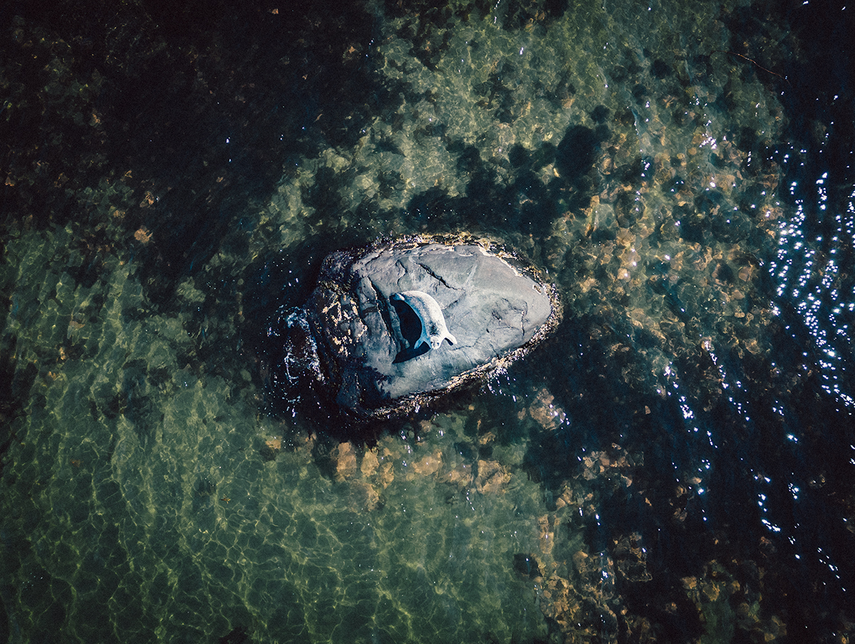 Lonely seal