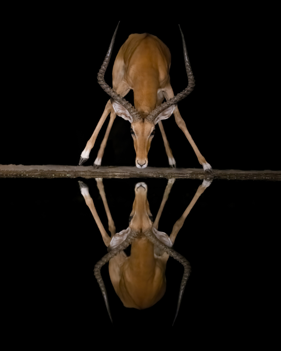 Reflections in the Night