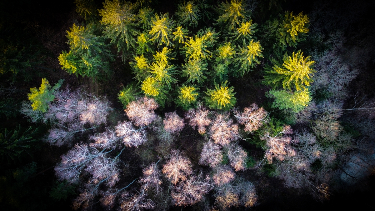 Forest from above - contrast