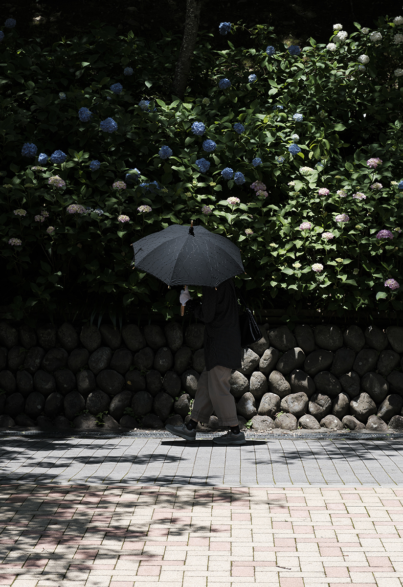 Black a umbrella