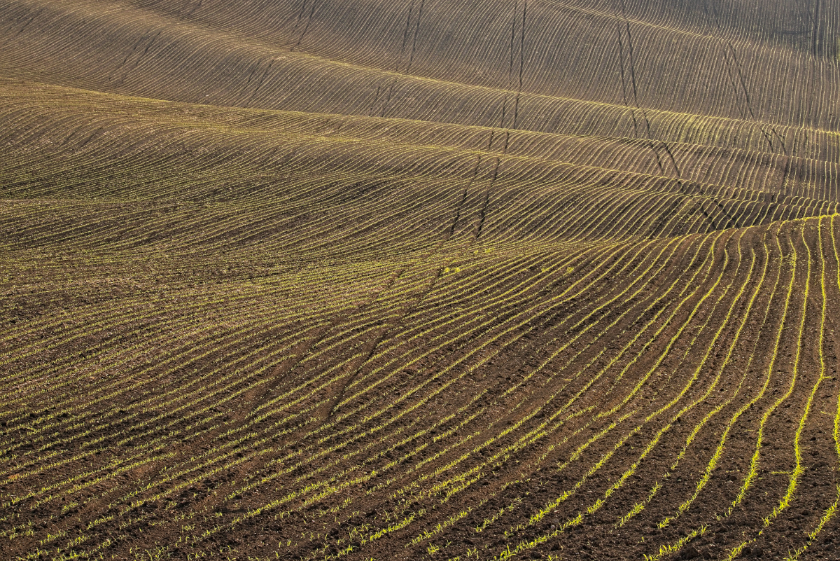 Sowing on the hills