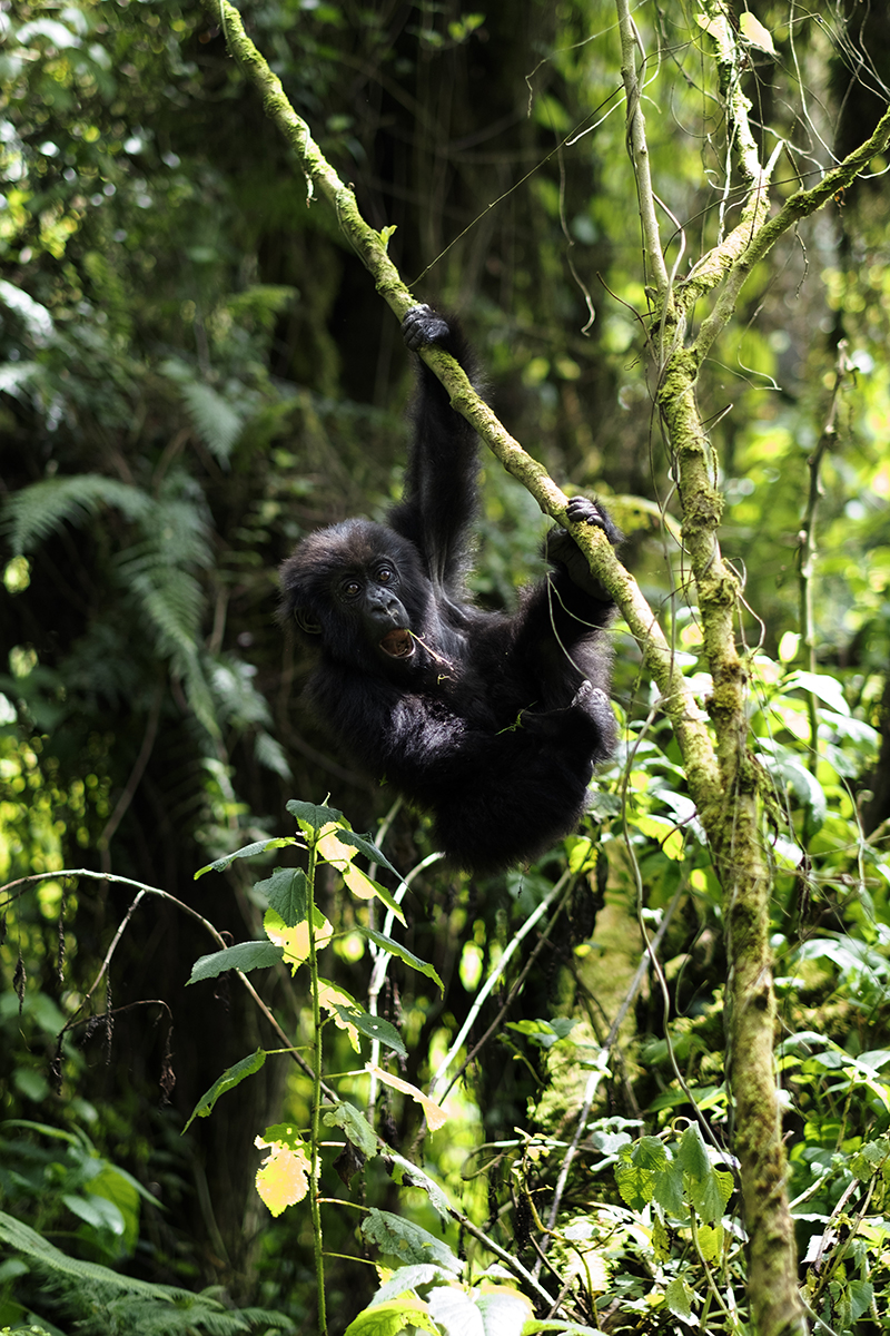 Baby Gorilla