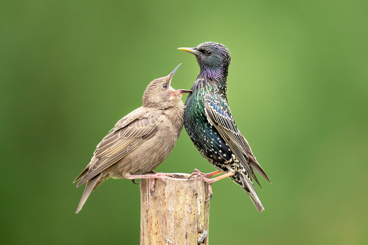 adult starling with young