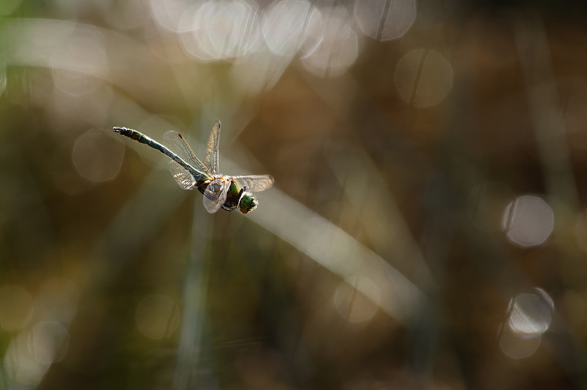 the flight of the dragonfly