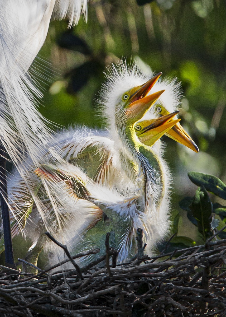 THREE LITTLE BEAKS