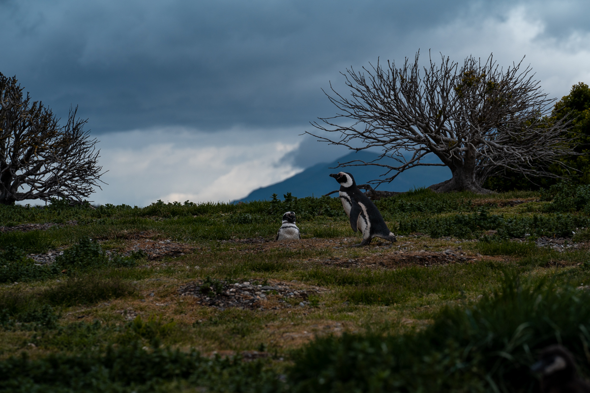 Silent Guardians of the Patagonian Coast