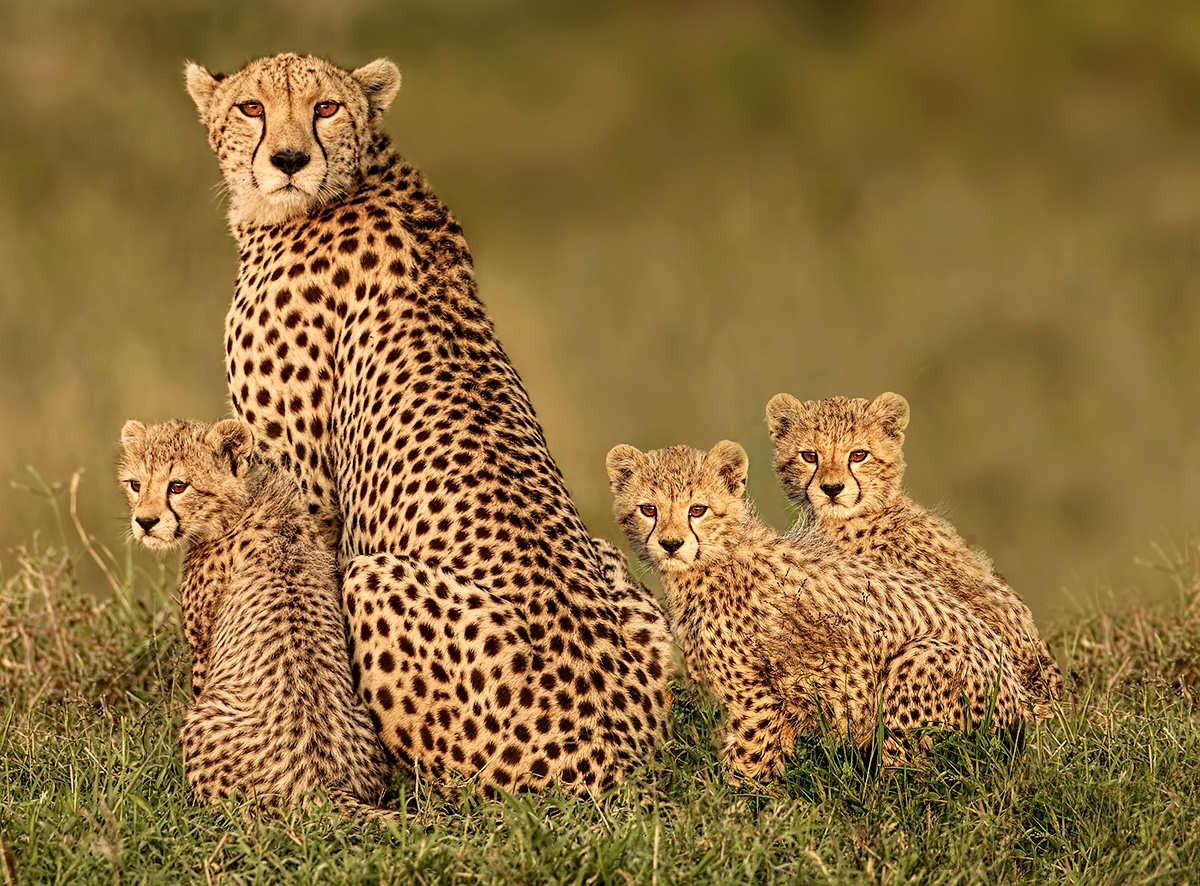 Cheetah family