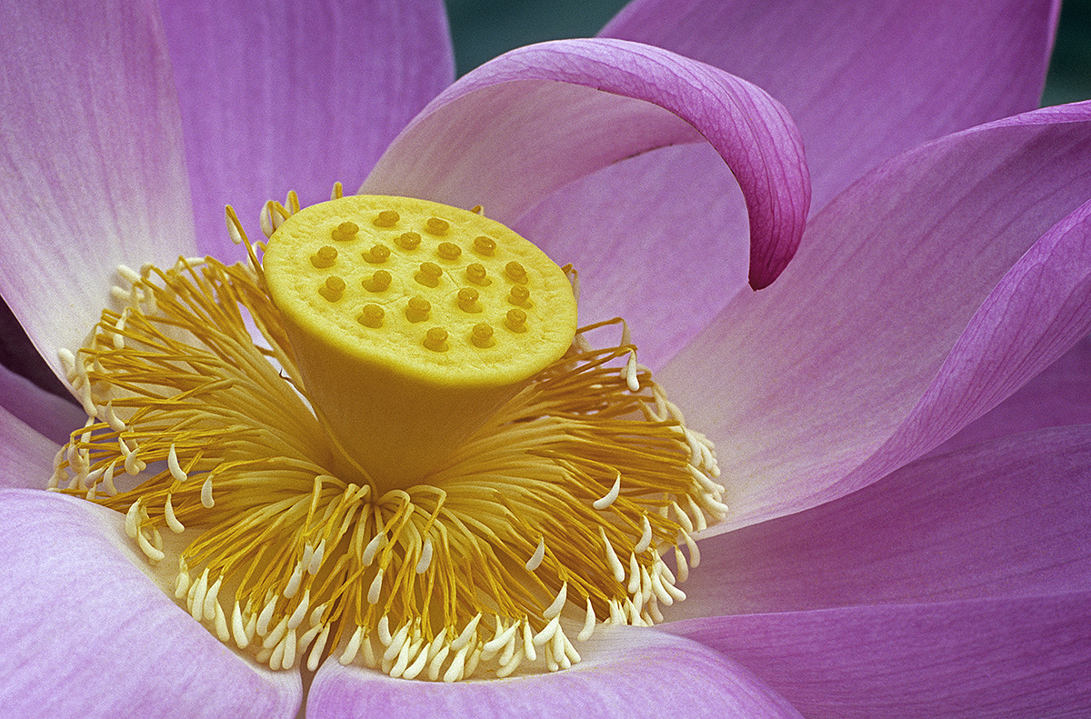  Lotus Core 2