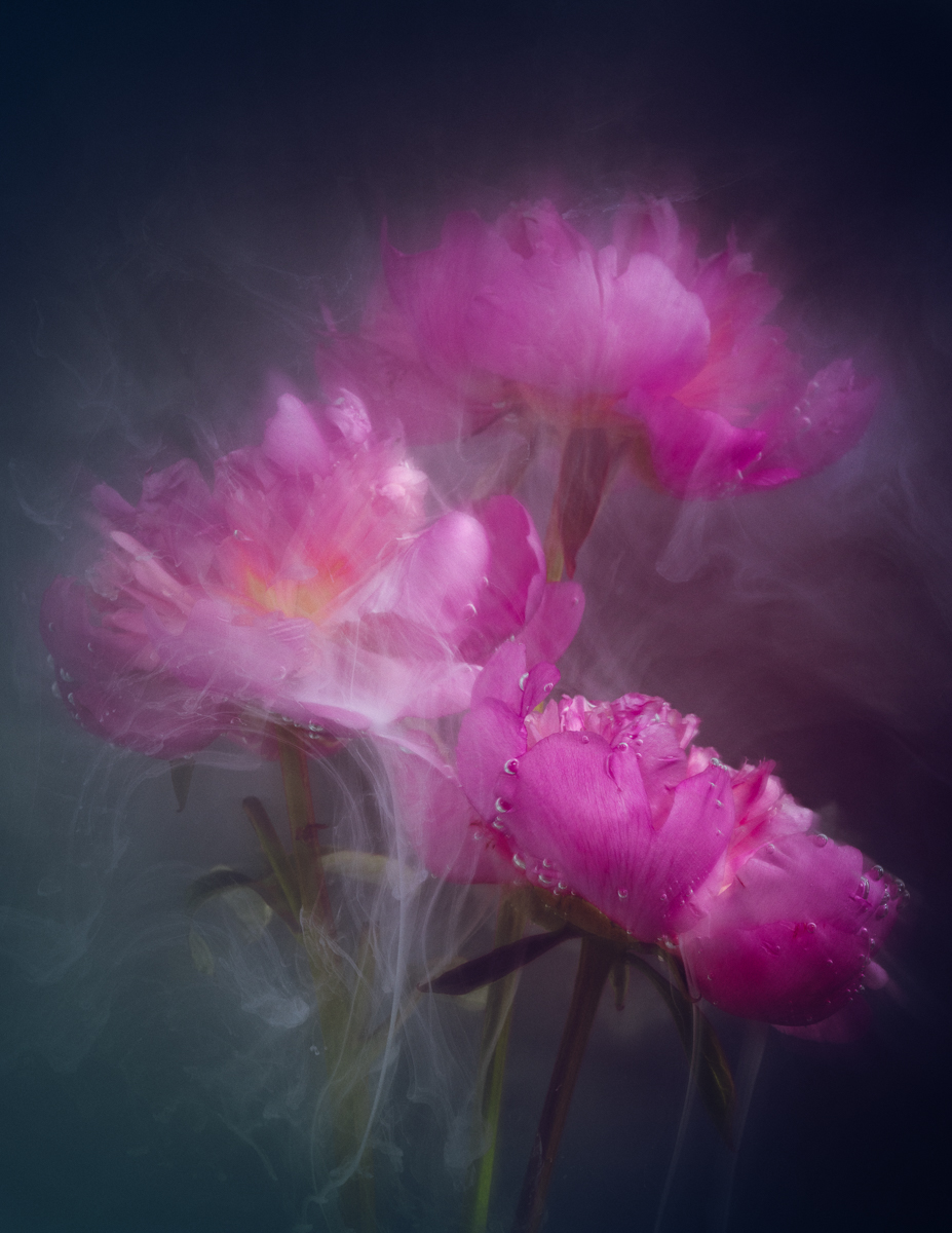 Peony Burst