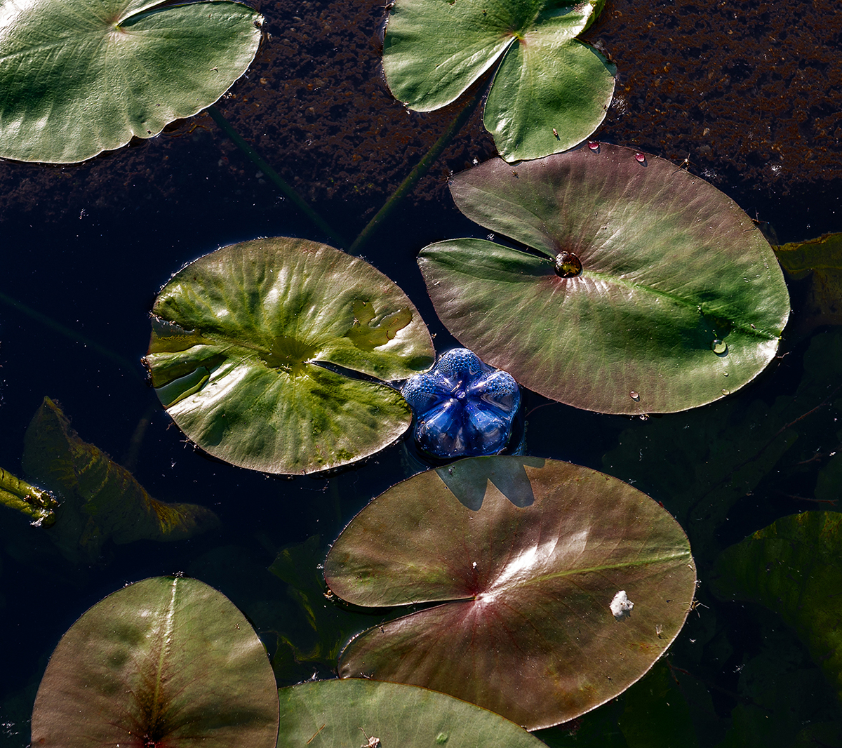 Unusual flower