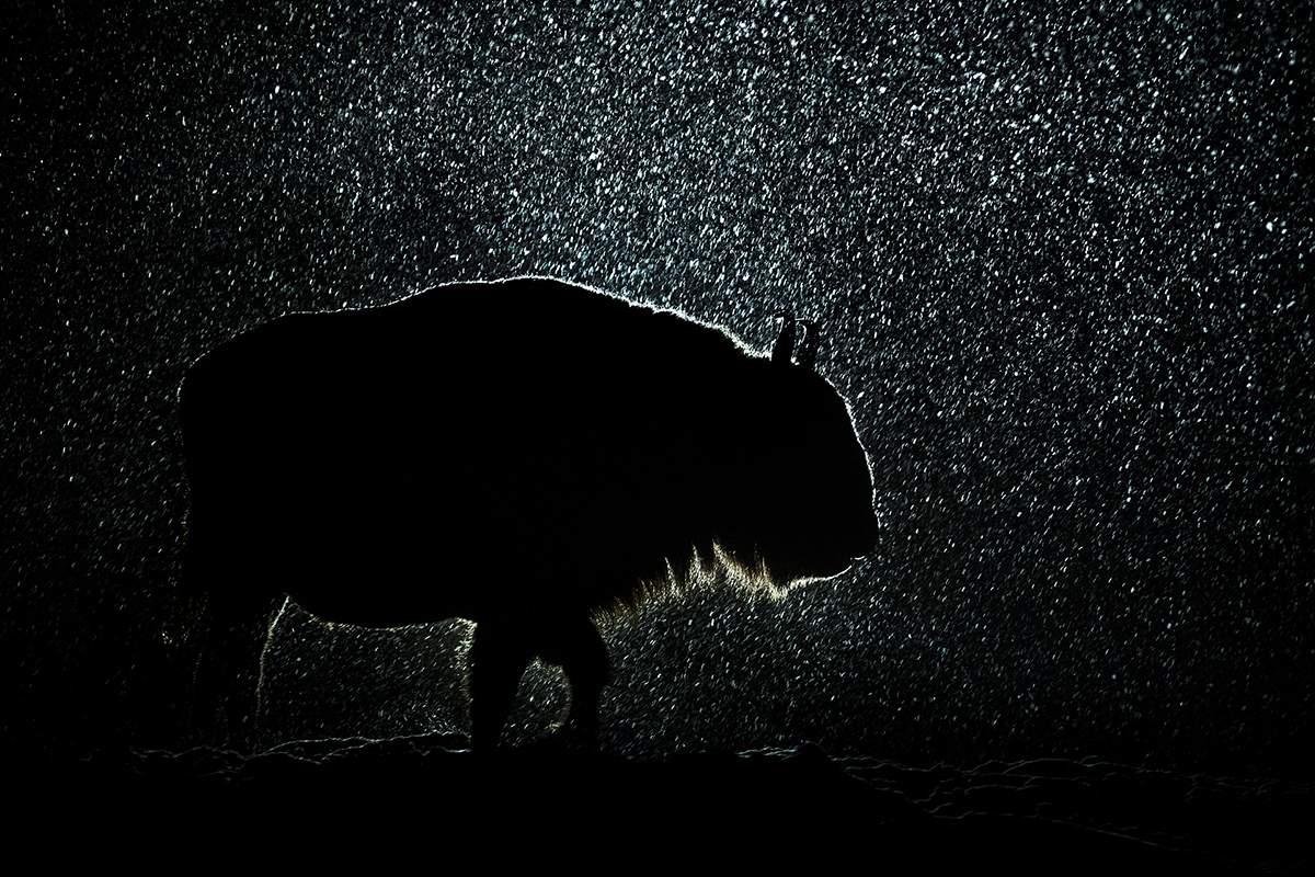 European Bison in snowfall