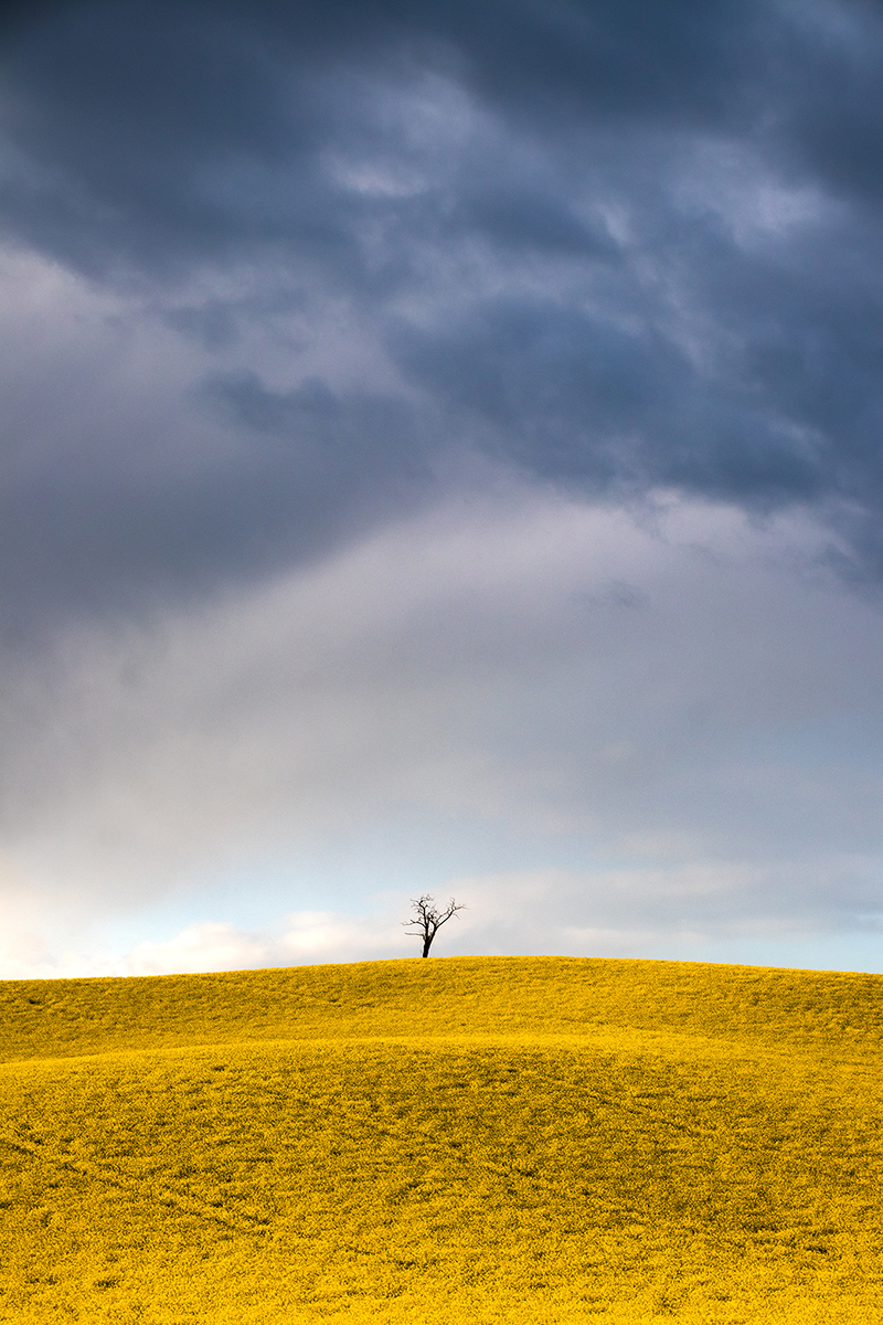 Alone against rapeseed field