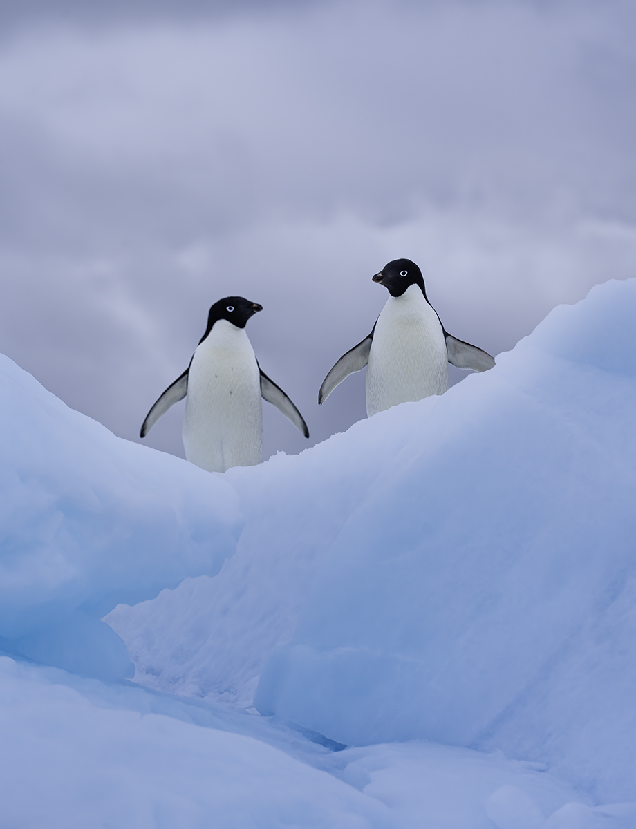 Penguin Chit Chat