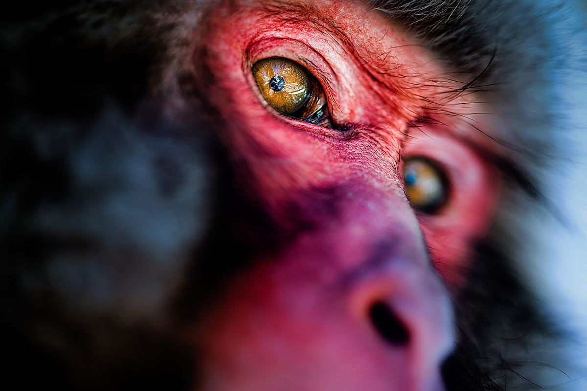 Japanese macaque