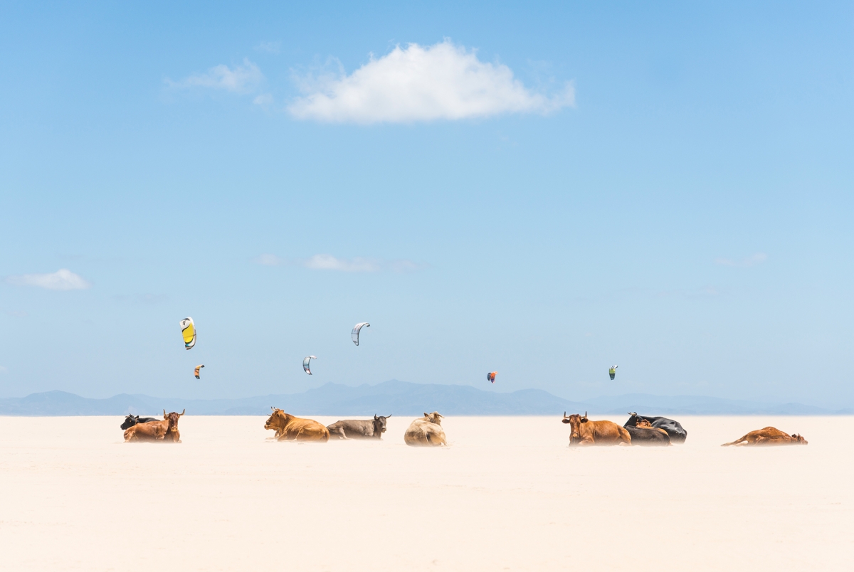 COWS AND KITES