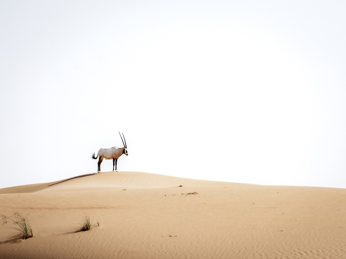 Arabian Oryx