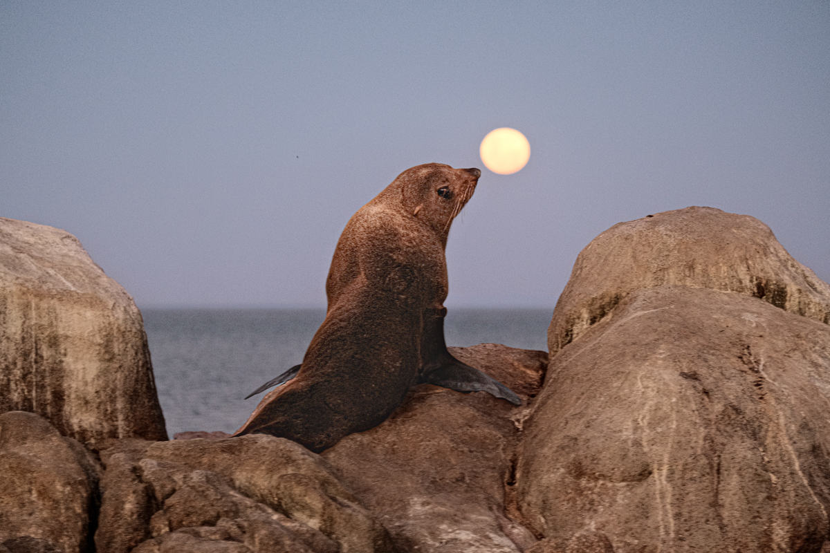 Circus sea lion