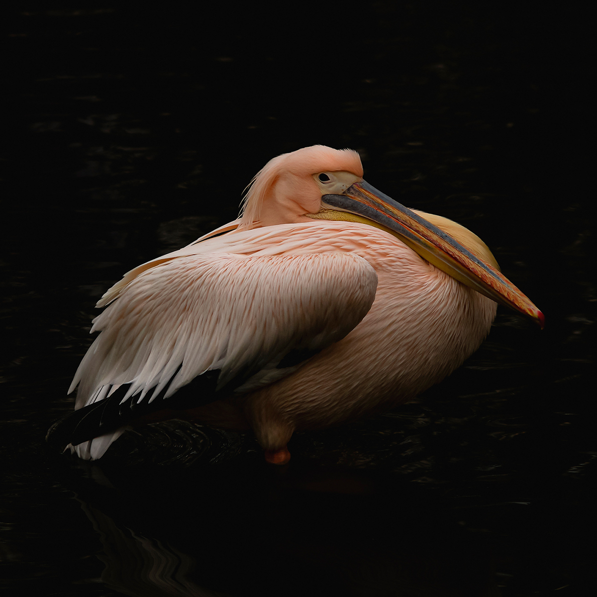 The gaze of pelican