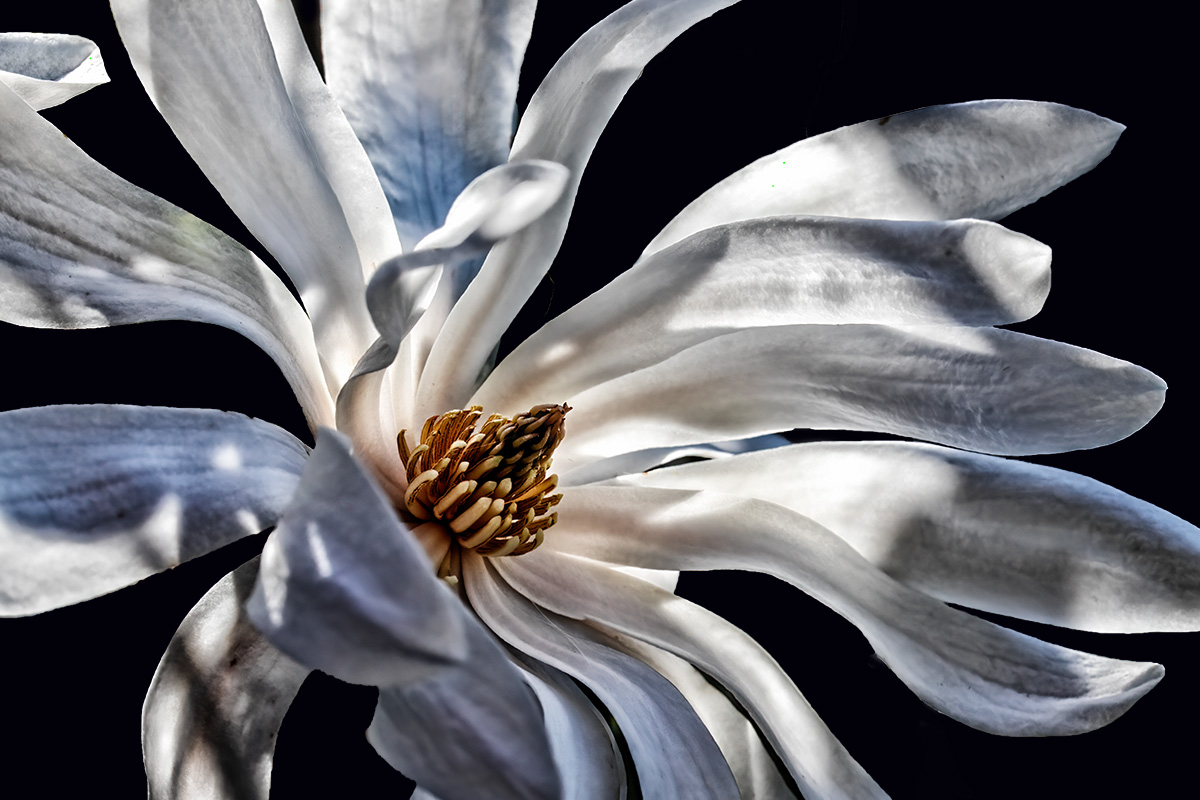 Star Magnolia