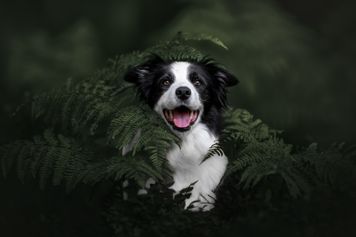 Border collie hiding in a fern