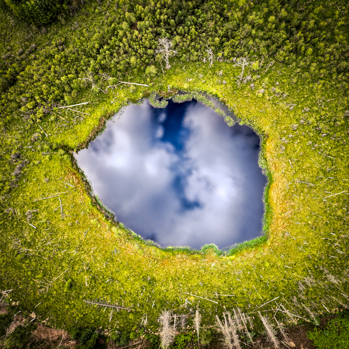 The eye in the forrest