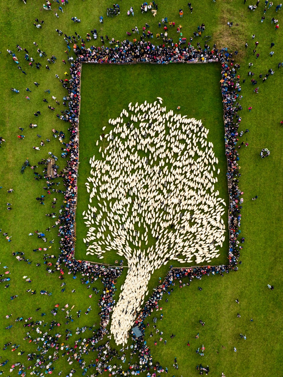 Sheep Tree