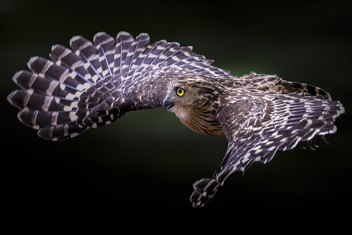 Buffy Fish Owl In Flight