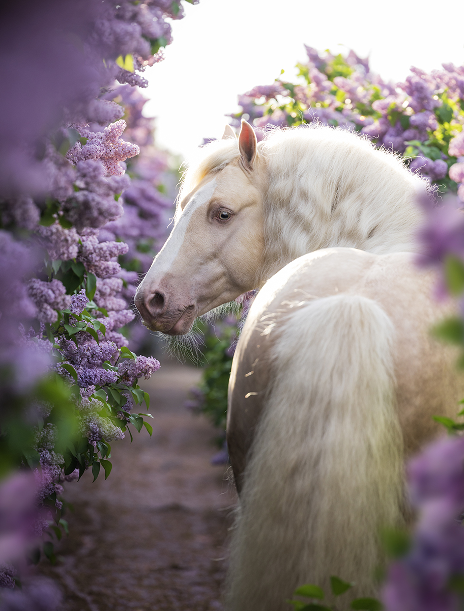 dreaming in lilacs