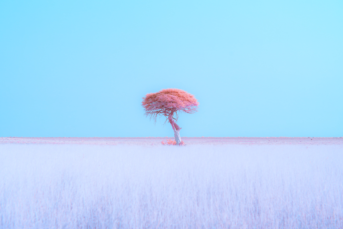 Dreamscape of Etosha