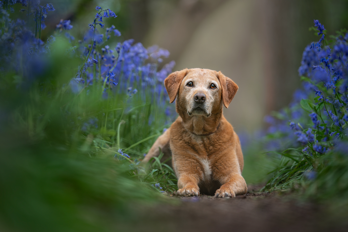 Raffy in the bluebells