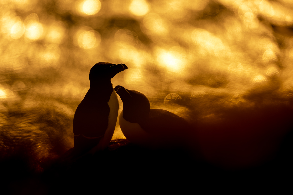 Razorbill Love