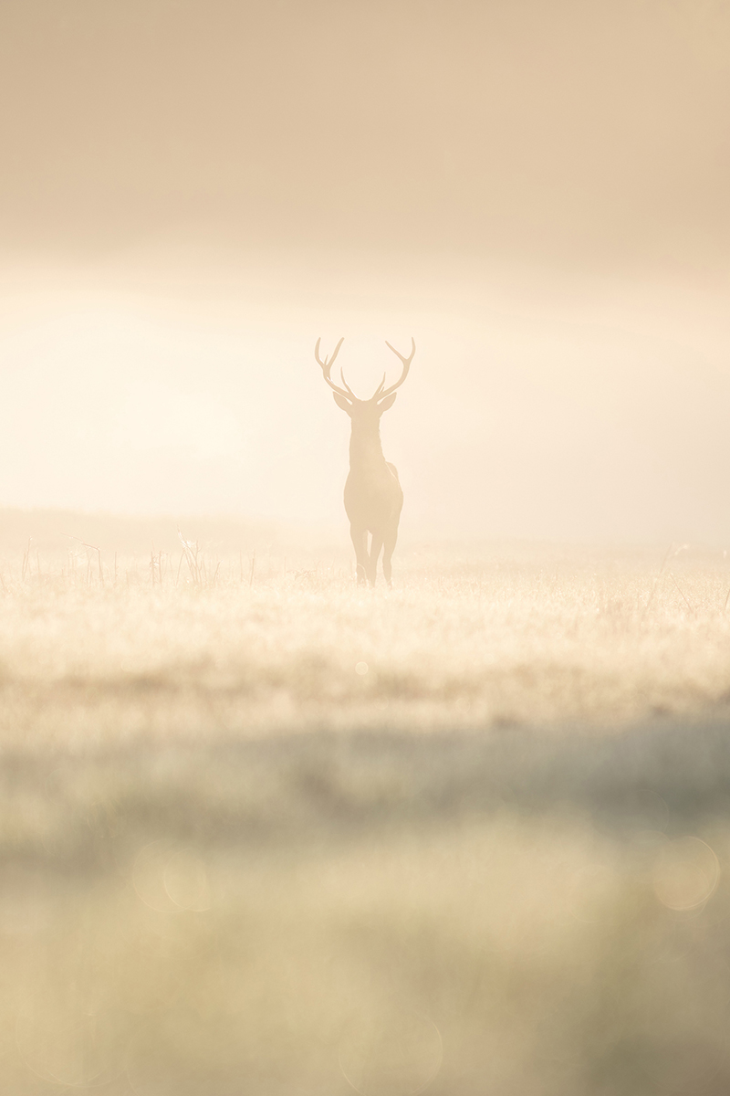 Serenity