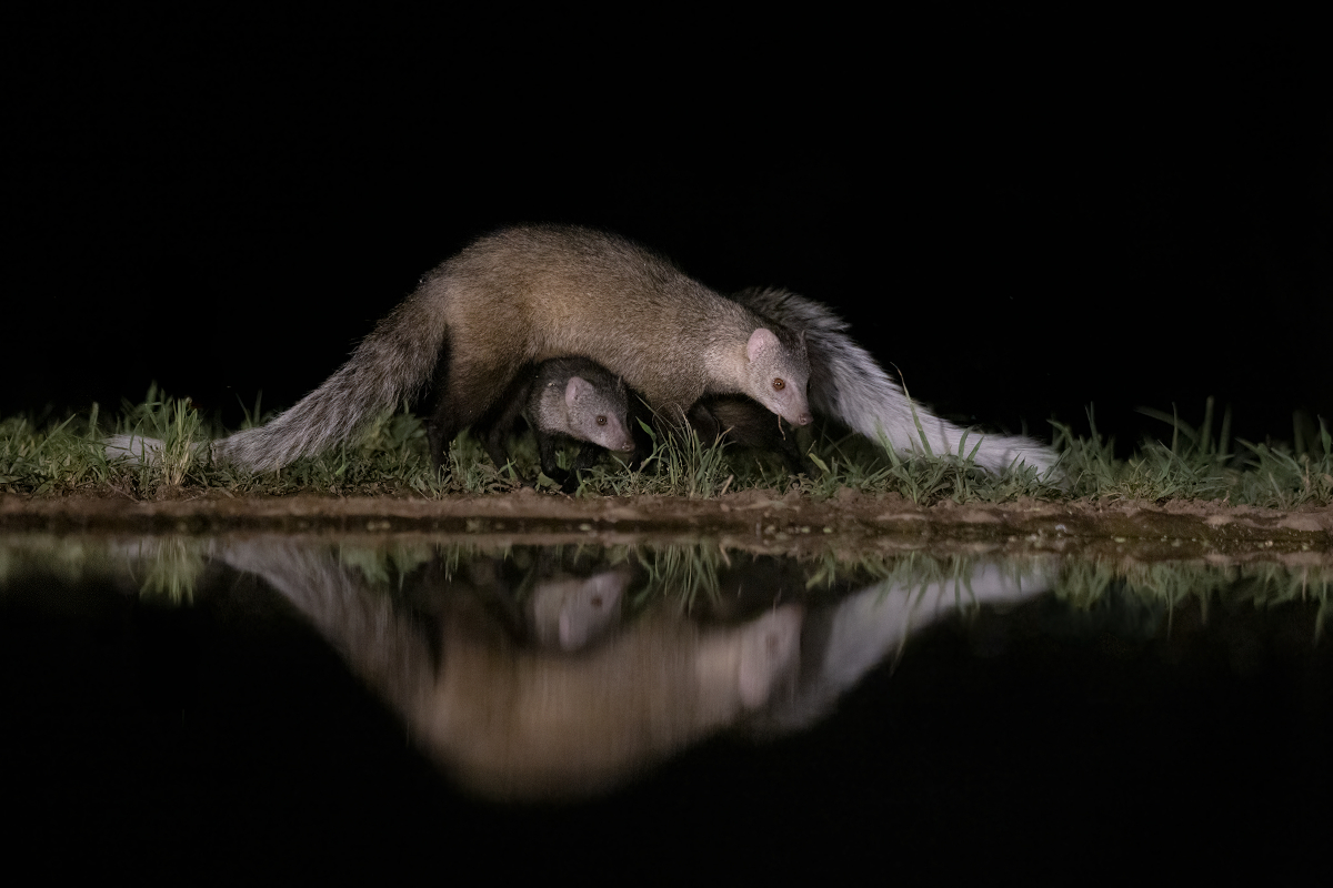 Reflections in the Night 4