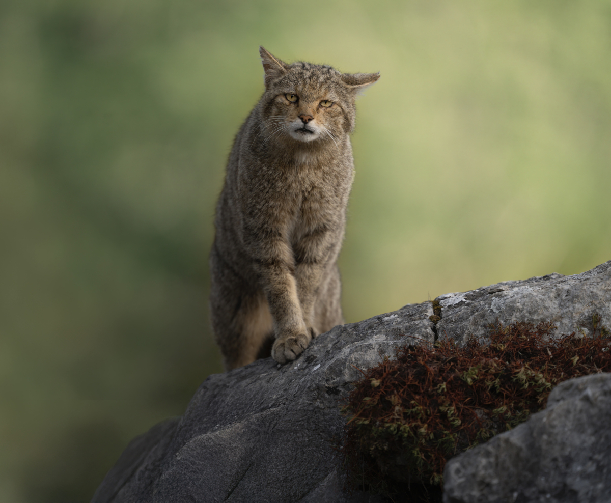 The Cat from the Wild World