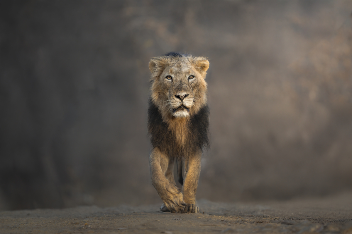 The King of the forest