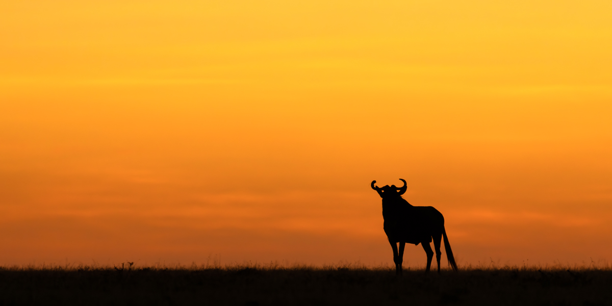 Wildebeest Sunset
