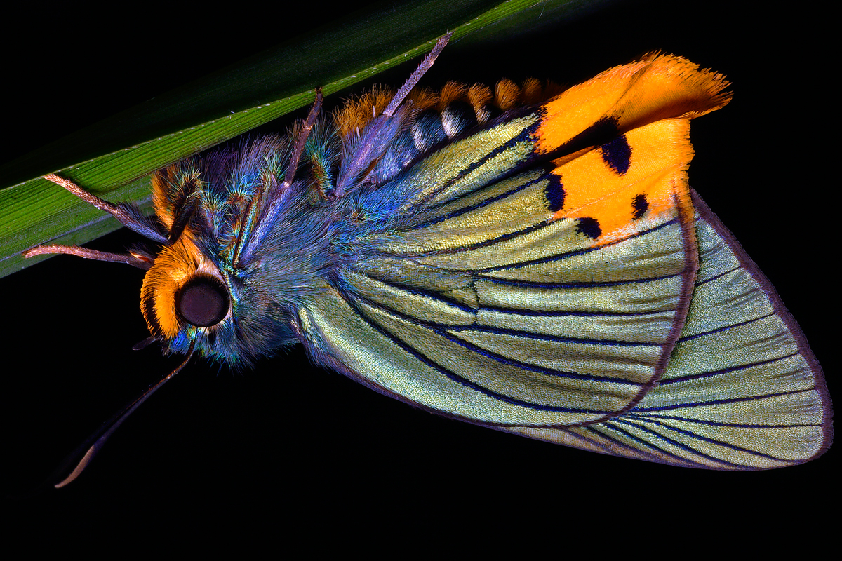 The most colorful of all butterflies... the Cameron Highlands Skipper.