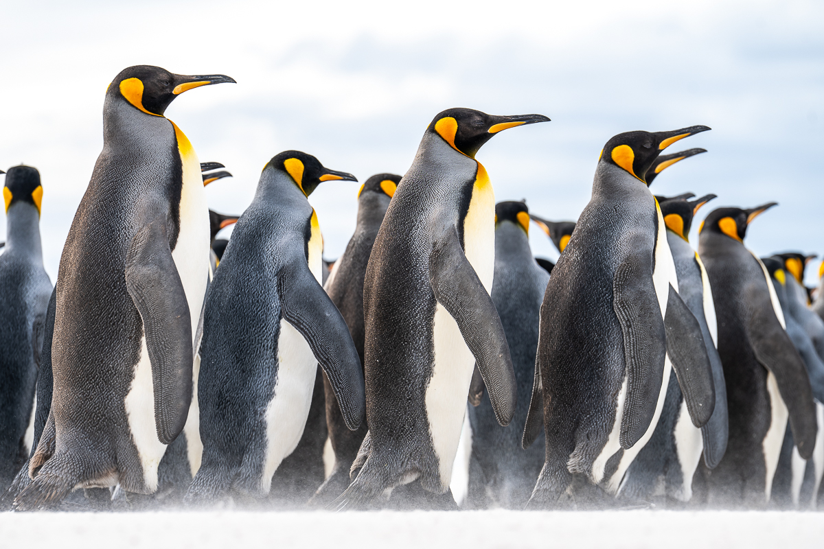 March of Majesty