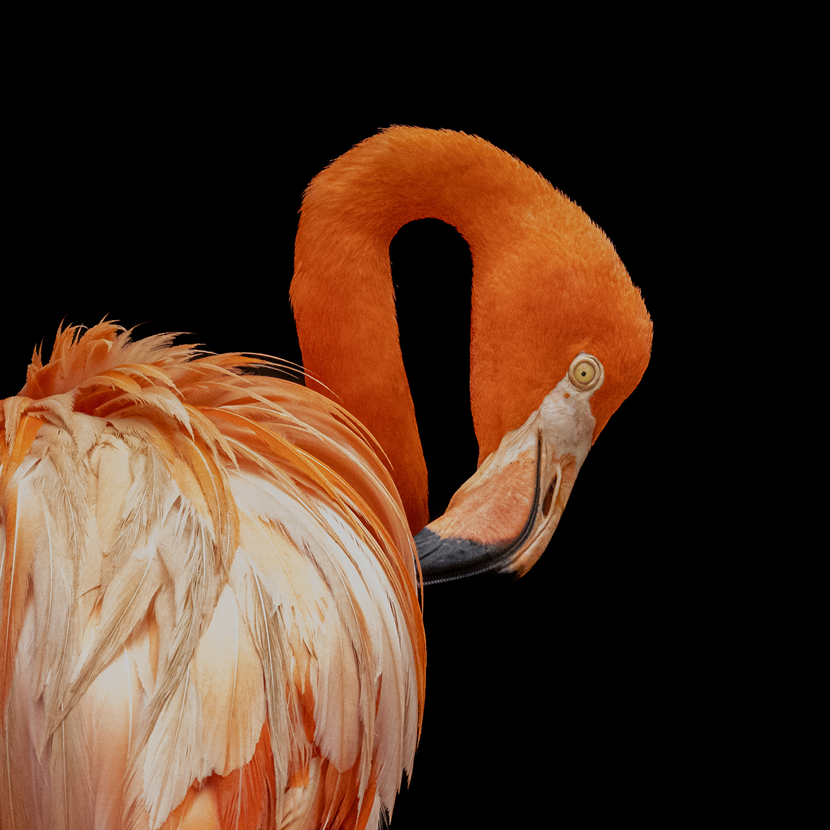 Orange Elegance