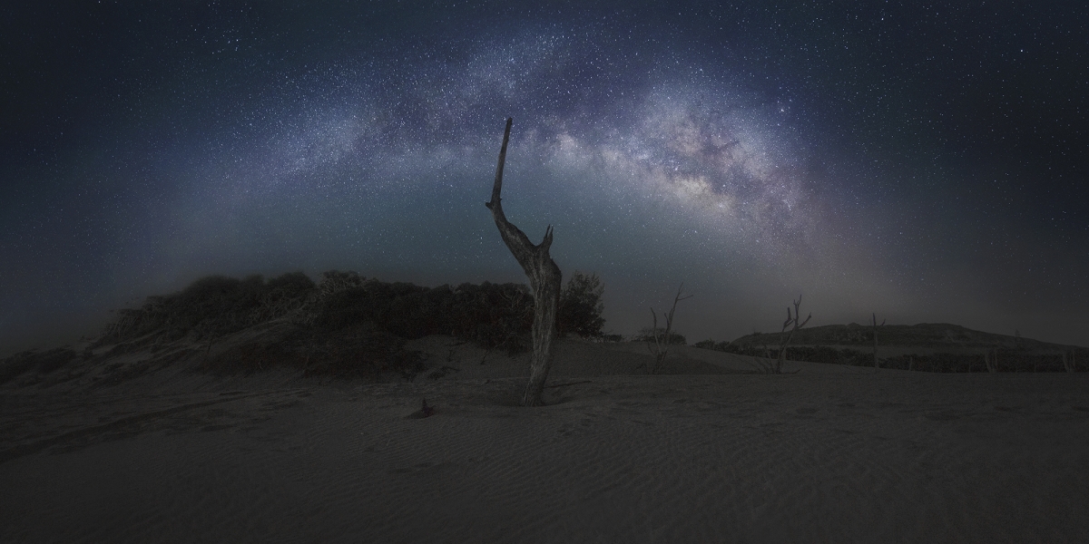 Dead Tree Under The Starry Sky