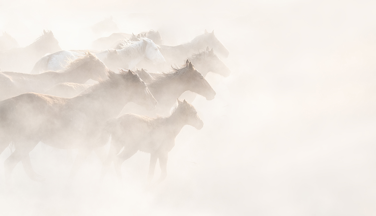 The Wild Horses of Anatolia 