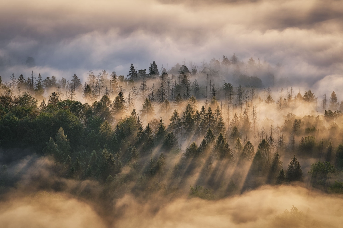 Forest in the clouds
