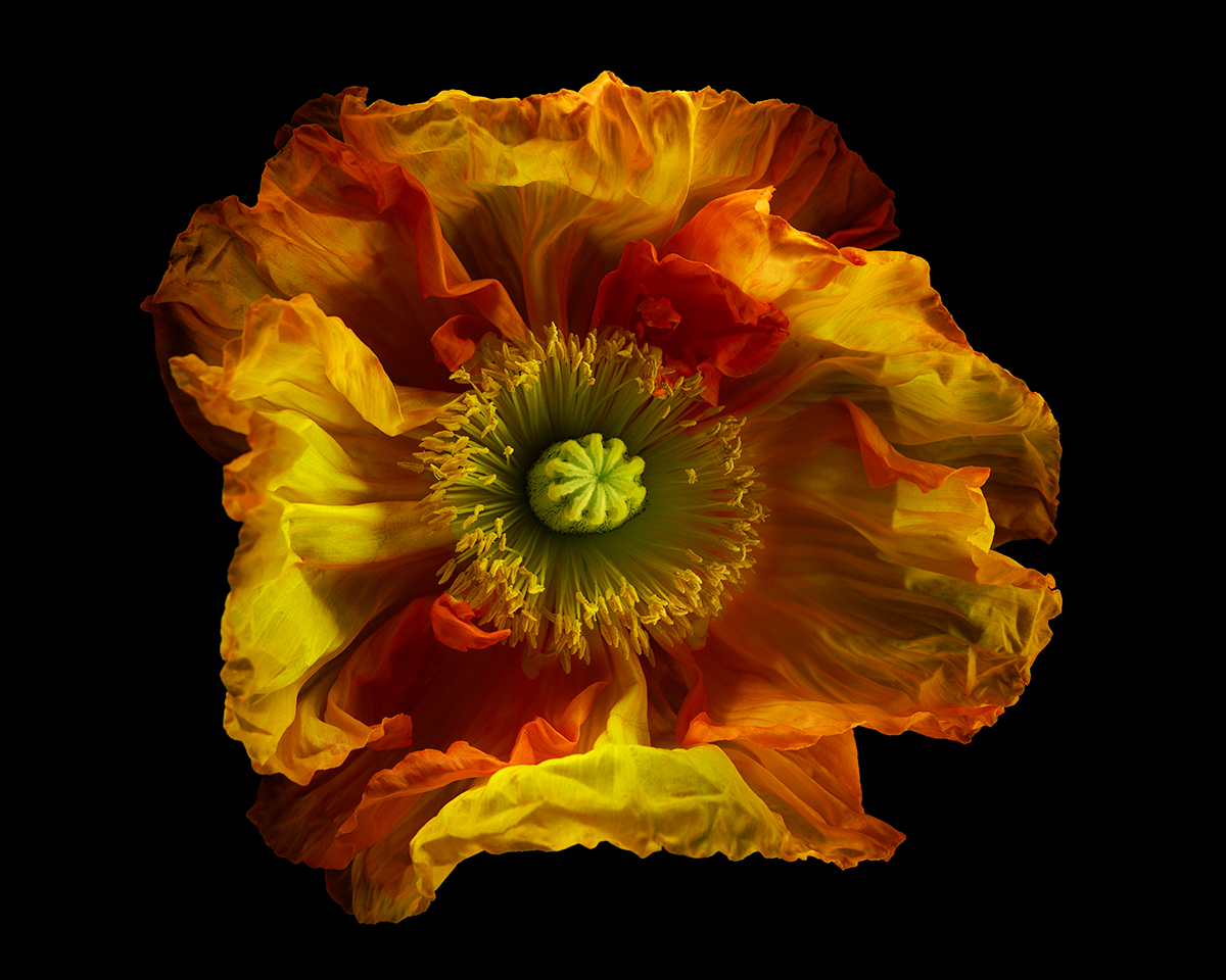 Icelandic Poppy