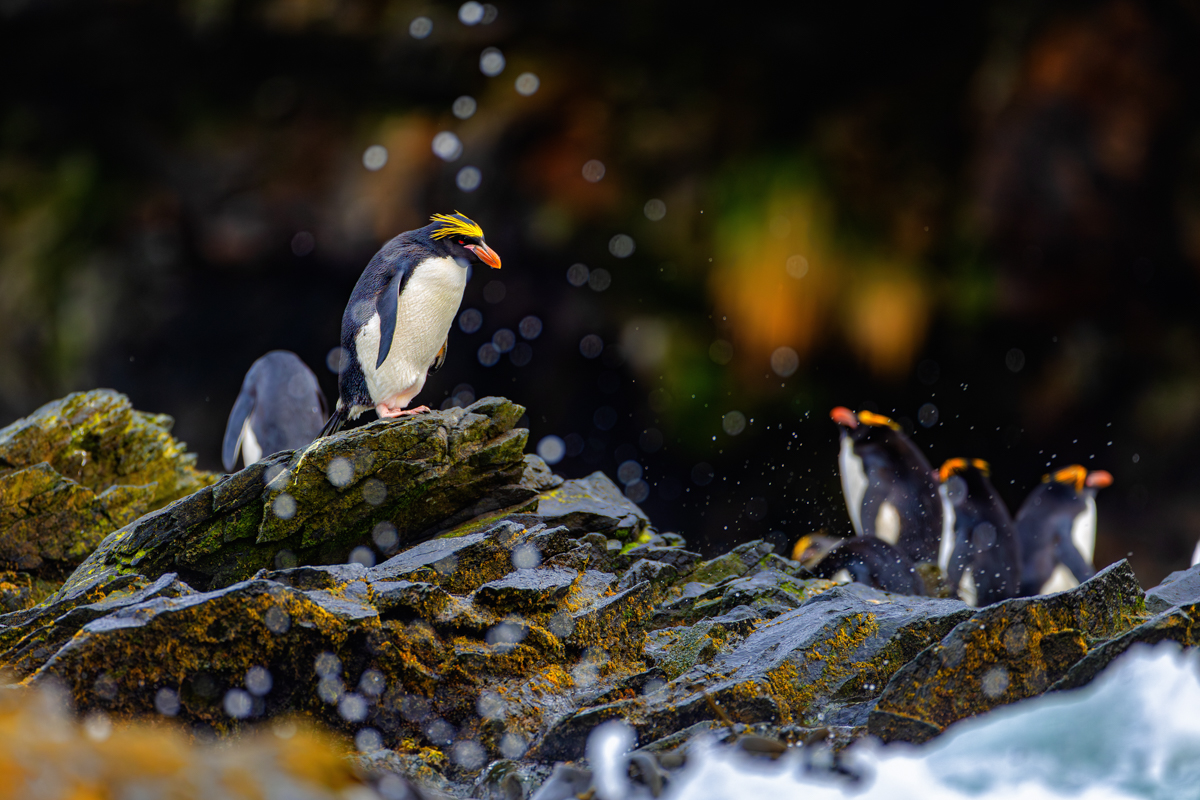 Rising amongst bubbles
