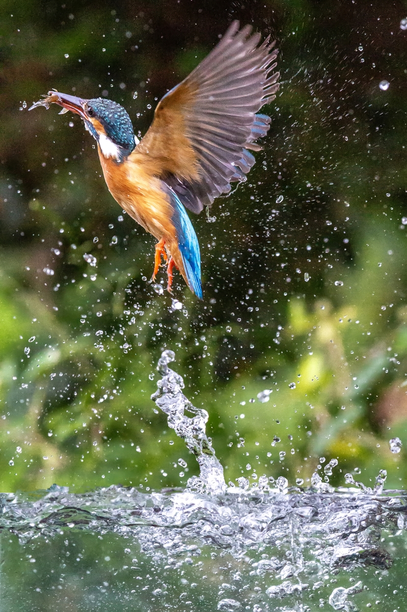 Kingfisher entering the water to catch fish