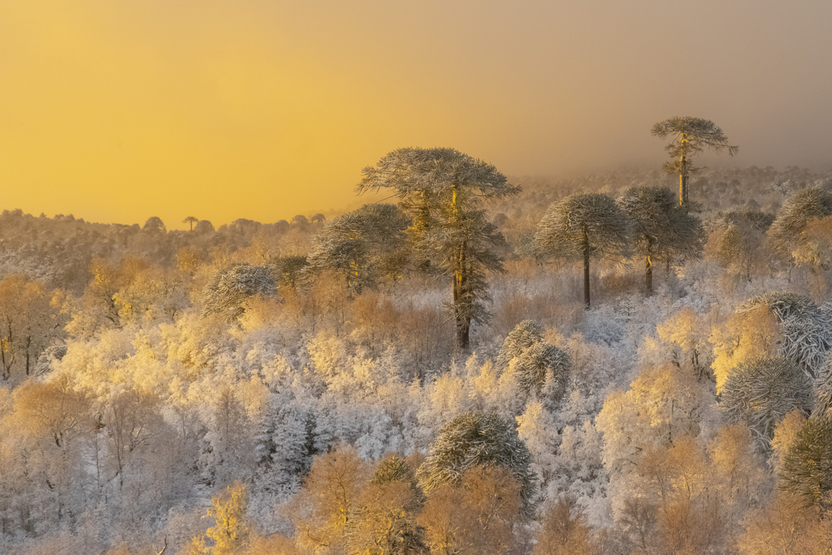 Araucarias of the Nahuelbuta mountain range