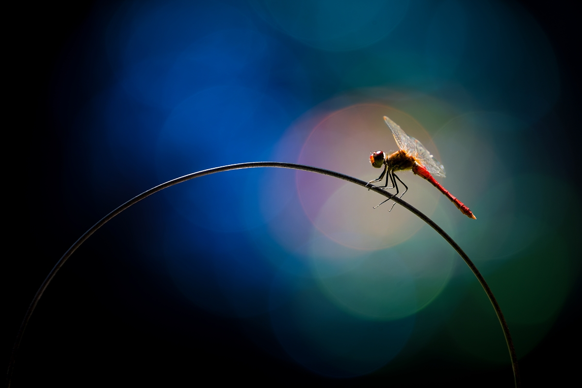 Insect glamour