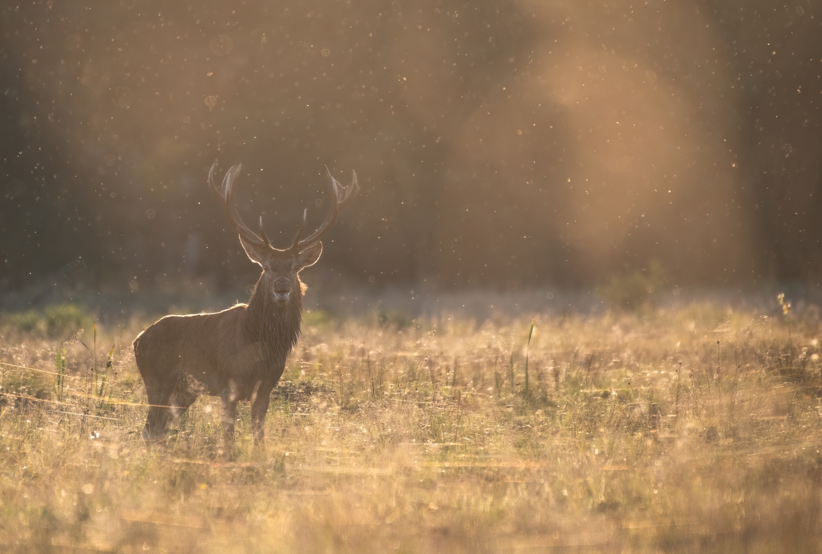 Deer in the meadow