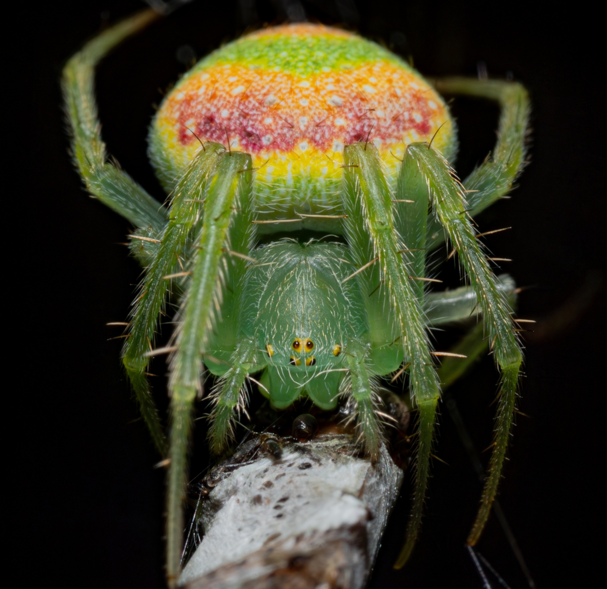 Speckled Orbweaver Spider